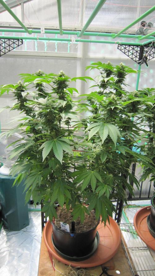 Gorilla Gelato - Ganja Seeds. Week 18 - GG - Facing South.
