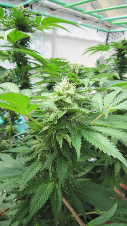 Gorilla Gelato - Ganja Seeds. Week 18 - GG