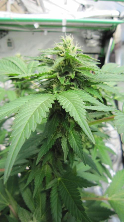 Gorilla Gelato - Ganja Seeds. Week 18 - GG