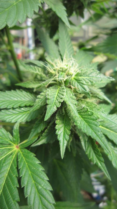 Gorilla Gelato - Ganja Seeds. Week 18 - GG