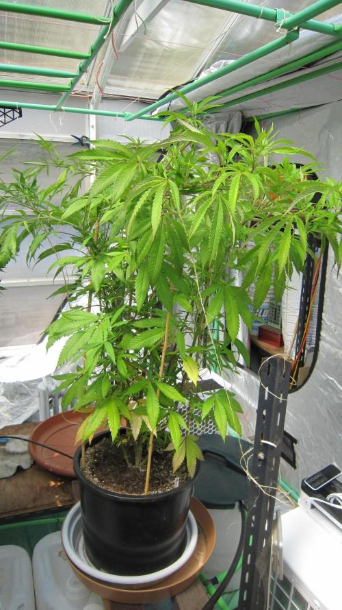 Gorilla Gelato - Ganja Seeds. Week 18 - Sister Gorilla Gelato - S-GG - Was outside and was a bit neglected.