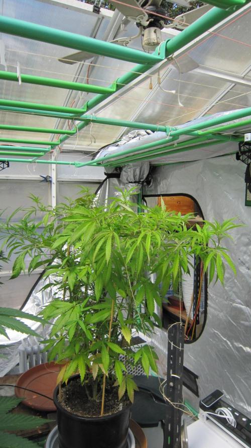 Gorilla Gelato - Ganja Seeds. Week 18 - S-GG - And did some super cropping of the tallest branches.