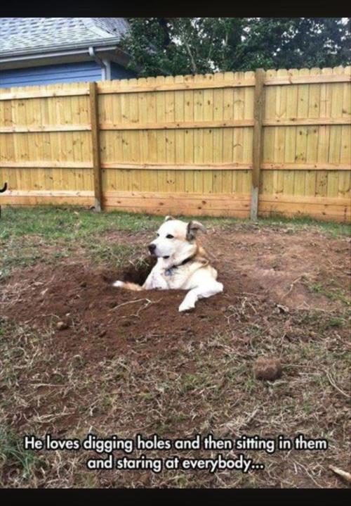 Gorilla Gelato - Ganja Seeds. Week 18 - It's not "Fox Holes"... It's now "Dog Holes"