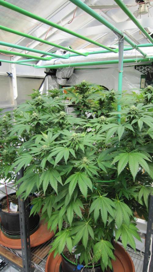 Banana 🍌 Gold Rush  🏆💰🌟. Week 18 - Banana Gold Rush - BGR - Facing Northwest