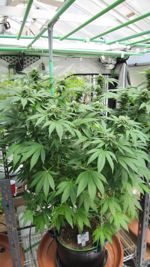 Banana 🍌 Gold Rush  🏆💰🌟. Week 18 - BGR - Facing Northeast