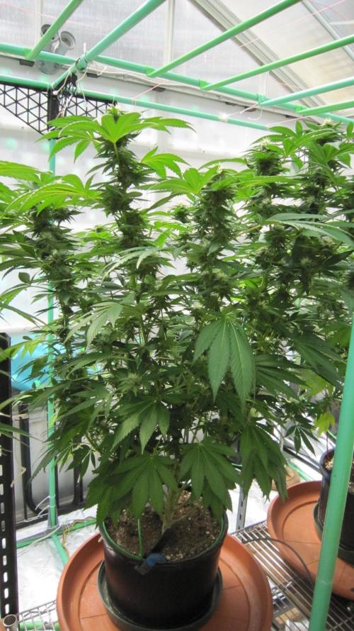 Banana 🍌 Gold Rush  🏆💰🌟. Week 18 - BGR - Facing South 