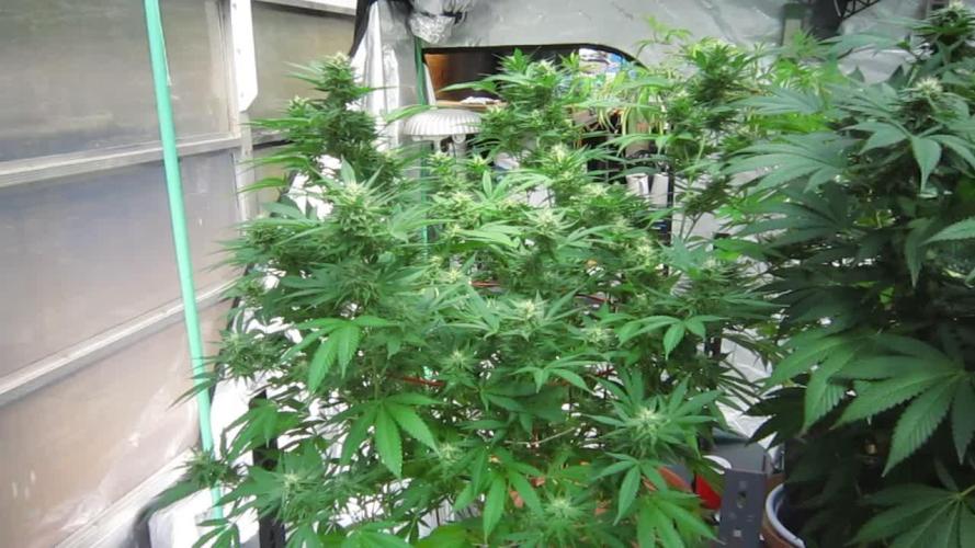 M.A.C.-Sensible Seeds-Premium Selection