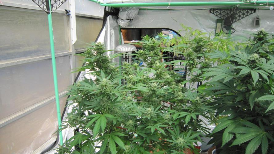 M.A.C.-Sensible Seeds-Premium Selection. Week 19 - M.A.C. - Facing North.