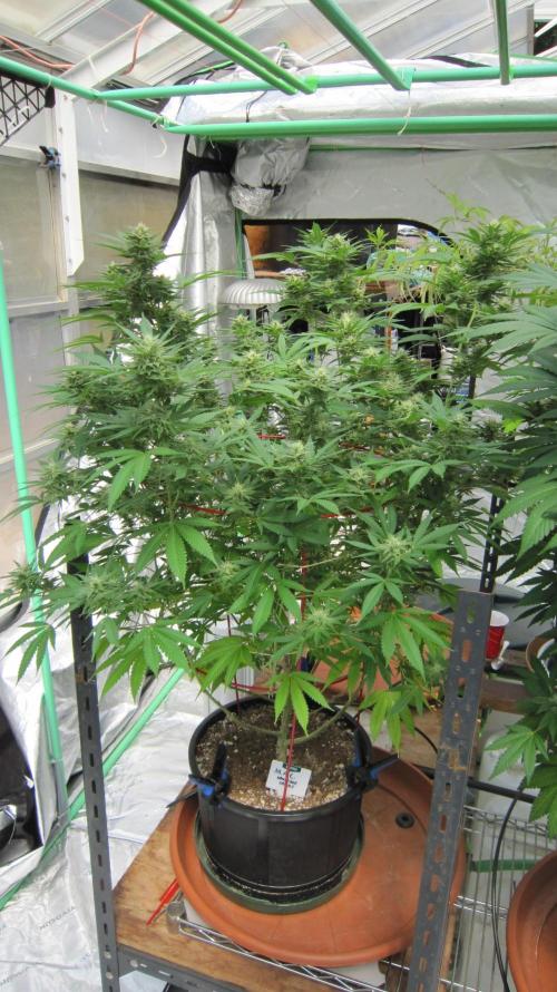 M.A.C.-Sensible Seeds-Premium Selection. Week 19 - M.A.C. - Facing North.