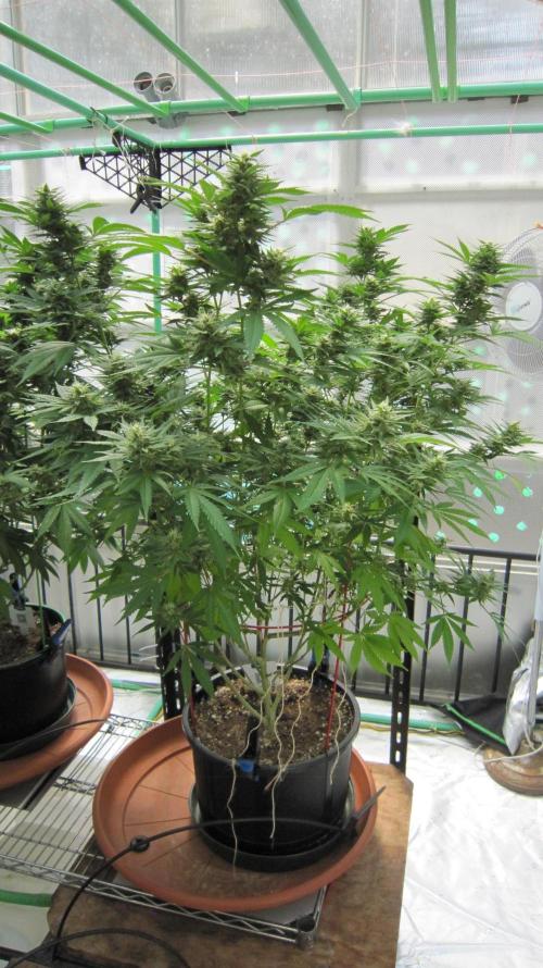 M.A.C.-Sensible Seeds-Premium Selection. Week 19 - M.A.C. - Facing South.