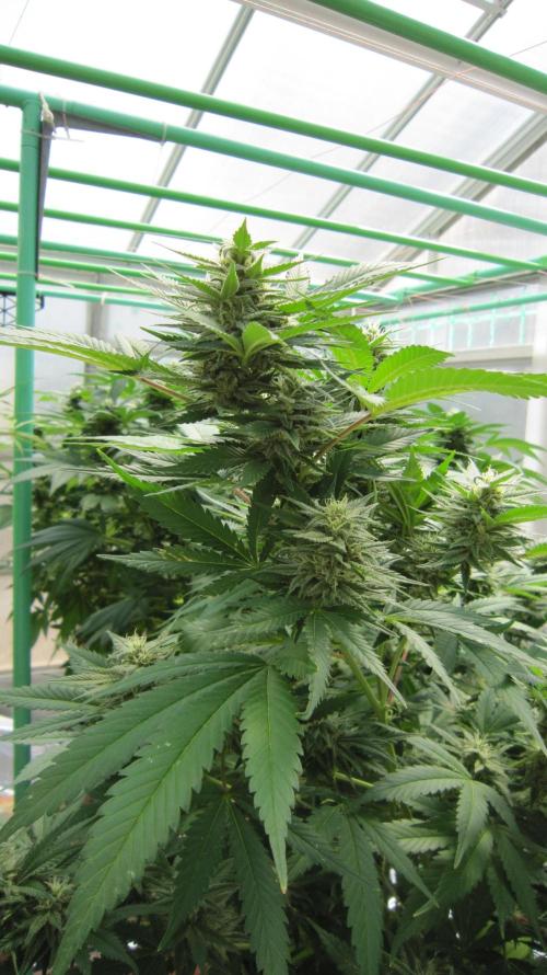 M.A.C.-Sensible Seeds-Premium Selection. Week 19 - M.A.C. - Facing East