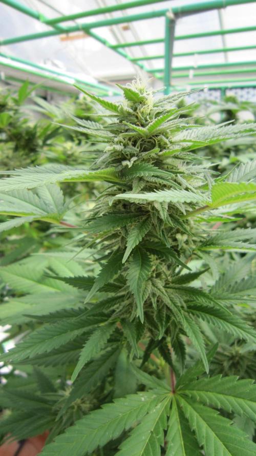 M.A.C.-Sensible Seeds-Premium Selection. Week 19 - M.A.C.