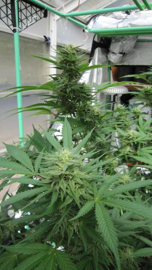 M.A.C.-Sensible Seeds-Premium Selection. Week 19 - M.A.C.