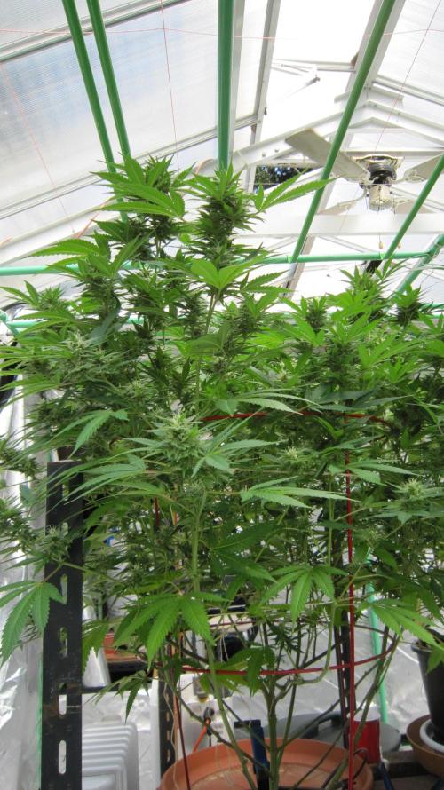 M.A.C.-Sensible Seeds-Premium Selection. Week 19 - M.A.C.