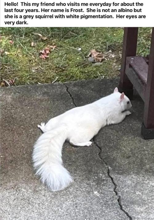 M.A.C.-Sensible Seeds-Premium Selection. Week 19 - White squirrels don't blend in.