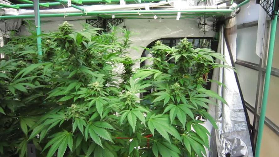 Gorilla Gelato - Ganja Seeds