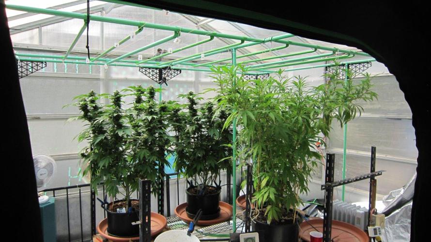 Gorilla Gelato - Ganja Seeds. Week 19 - Just inside the door of the greenhouse.