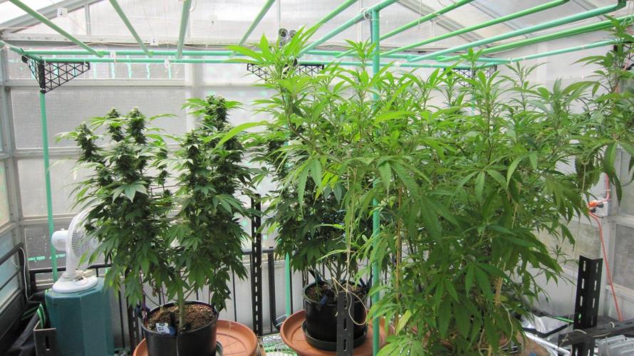 Gorilla Gelato - Ganja Seeds. Week 19 - The 2 Gorilla Gelato Plants. Facing South