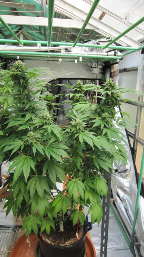 Gorilla Gelato - Ganja Seeds. Week 19 - Gorilla Gelato - GG - Facing North.