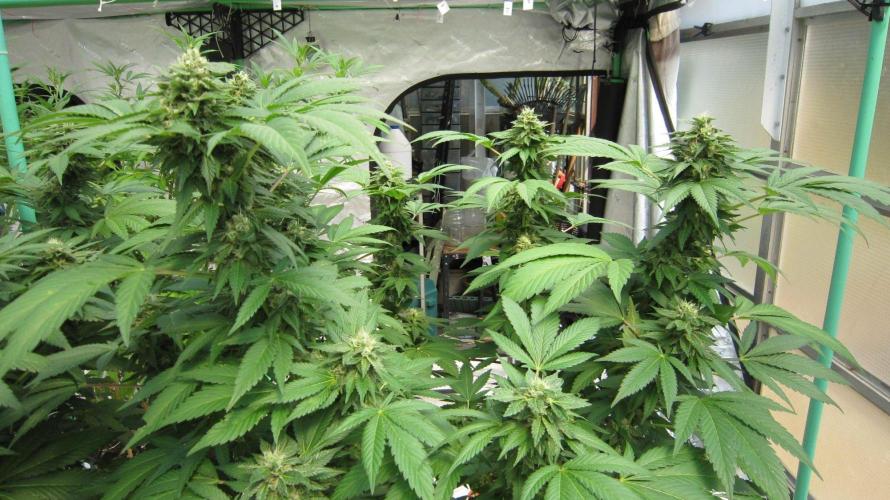 Gorilla Gelato - Ganja Seeds. Week 19 - GG