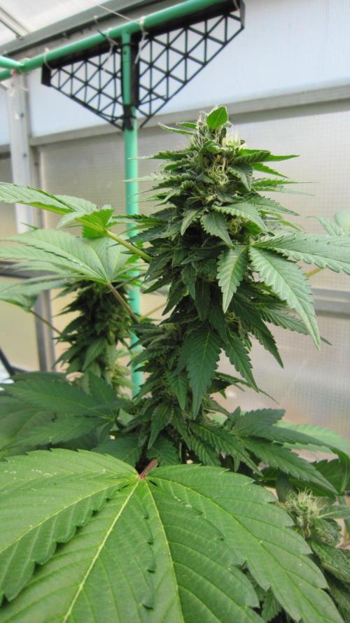 Gorilla Gelato - Ganja Seeds. Week 19 - GG