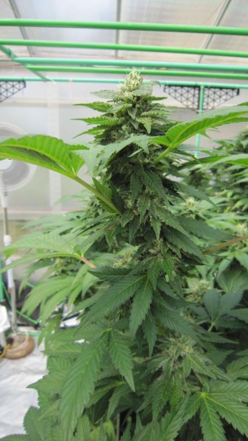 Gorilla Gelato - Ganja Seeds. Week 19 - GG