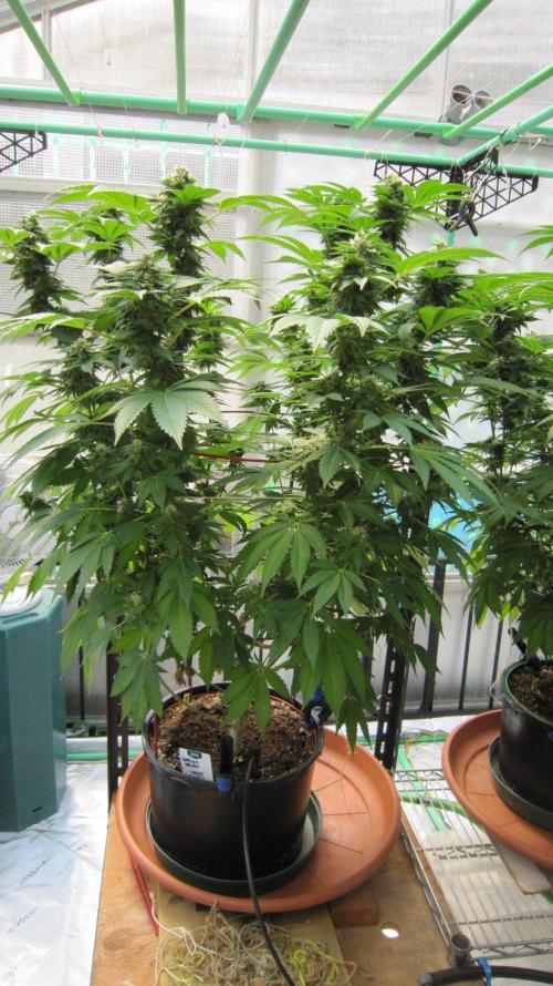 Gorilla Gelato - Ganja Seeds. Week 19 - GG - Facing South.
