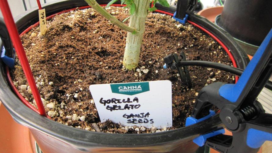 Gorilla Gelato - Ganja Seeds. Week 19 - My timer will let me water on Mon, Wed and Fri. They get 5 min. of nutrient.