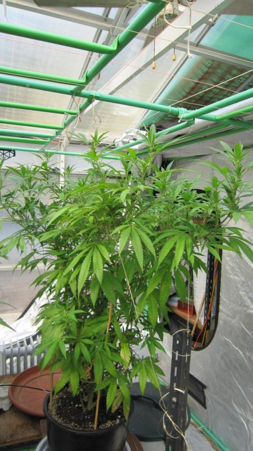 Gorilla Gelato - Ganja Seeds. Week 19 - Sister GG - Facing West