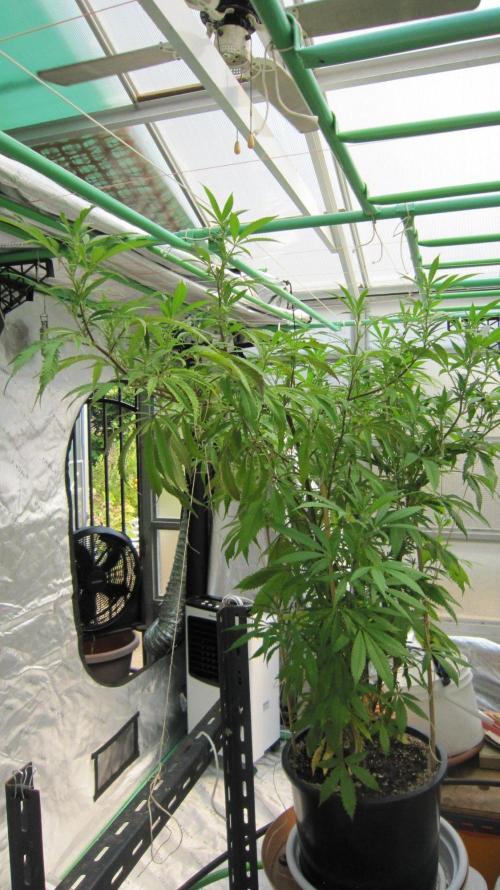 Gorilla Gelato - Ganja Seeds. Week 19 - Sister GG - Facing east