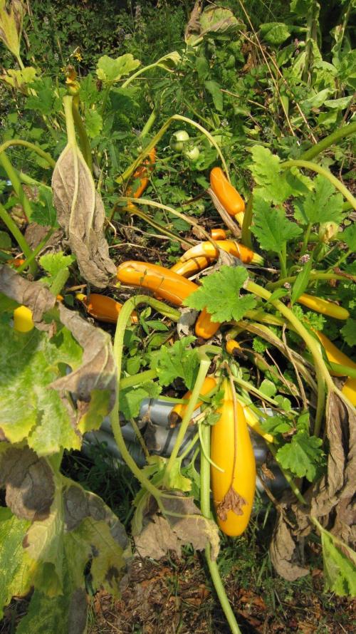 Banana 🍌 Gold Rush  🏆💰🌟. Week 19 - The garden is doing good.