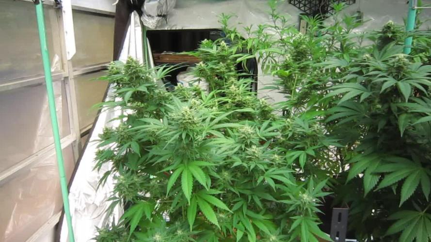 M.A.C.-Sensible Seeds-Premium Selection