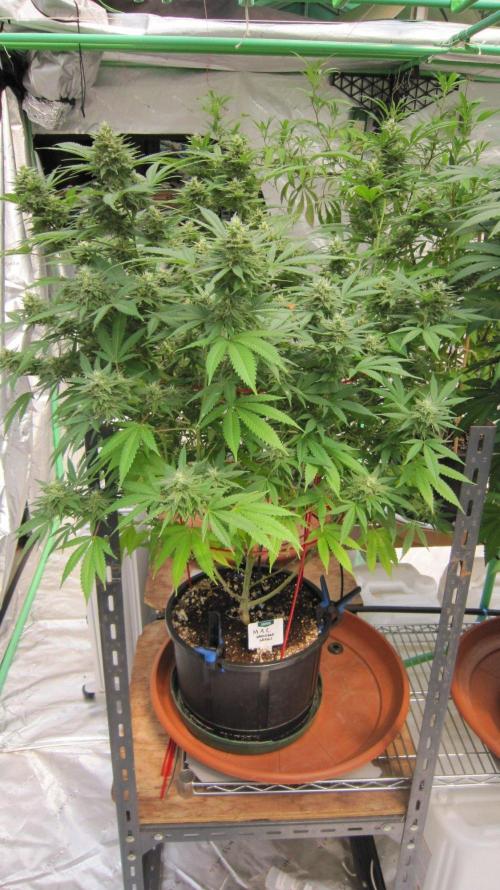 M.A.C.-Sensible Seeds-Premium Selection. Week 20 - M.A.C. - Facing North.