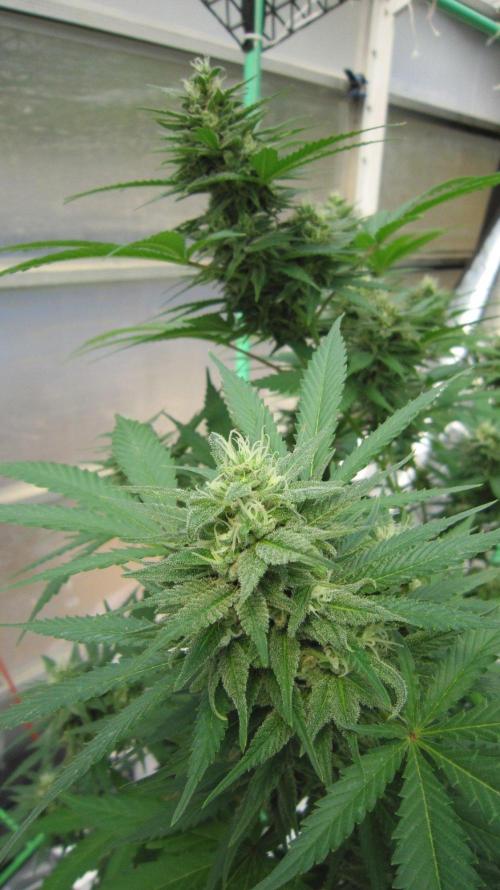 M.A.C.-Sensible Seeds-Premium Selection. Week 20 - M.A.C.