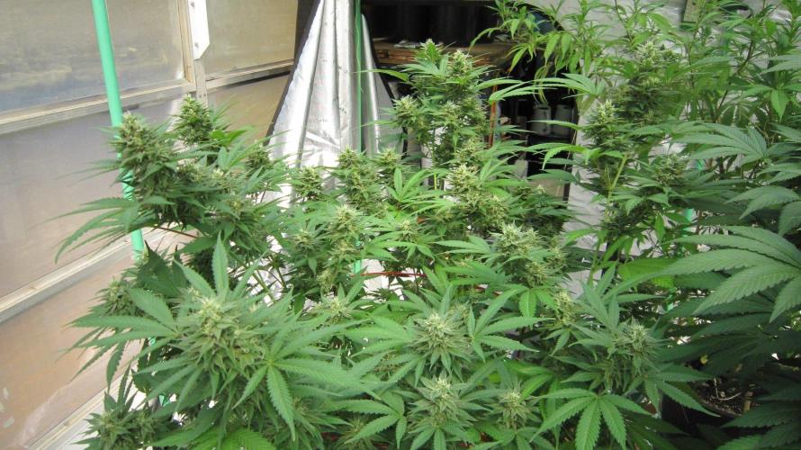 M.A.C.-Sensible Seeds-Premium Selection. Week 20 - M.A.C.