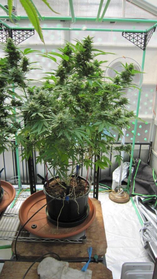 M.A.C.-Sensible Seeds-Premium Selection. Week 20 - M.A.C. - Facing South.