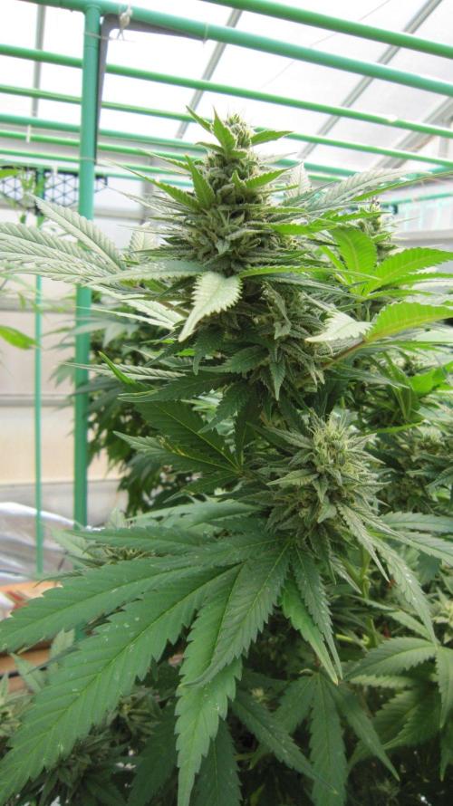 M.A.C.-Sensible Seeds-Premium Selection. Week 20 - M.A.C.