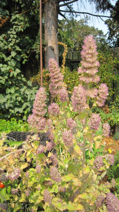 M.A.C.-Sensible Seeds-Premium Selection. Week 20 - Cat Nip for our cat. I'll find her chewing on the leaves sometimes