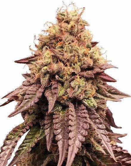 Mimosa - Breakfast, Wake-and-Bake. Week 0 - Mimosa - What it should look like.