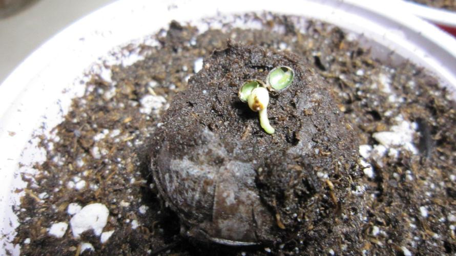 Mimosa - Breakfast, Wake-and-Bake. Week 0 - Love that green color inside the shell.