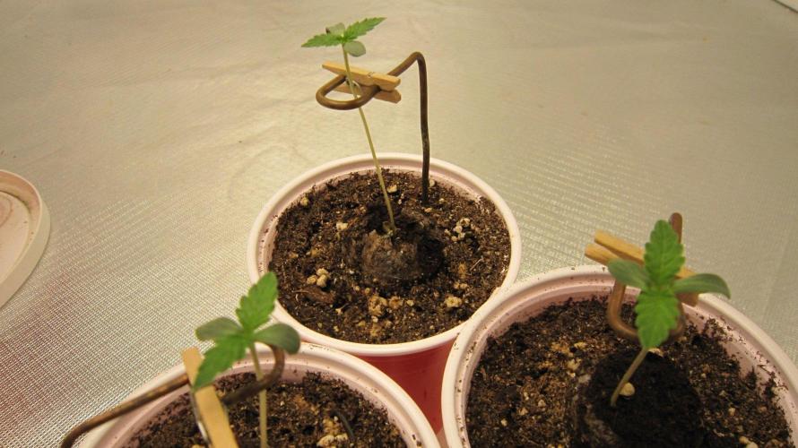 Mimosa - Breakfast, Wake-and-Bake. Week 0 - Got the stem holders on.