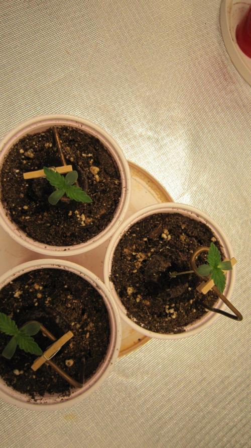 Mimosa - Breakfast, Wake-and-Bake. Week 0 - Top view