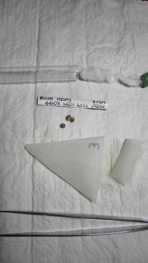 Kush Mints - Minty Flavor Hunt. Week 0 - 3 seeds