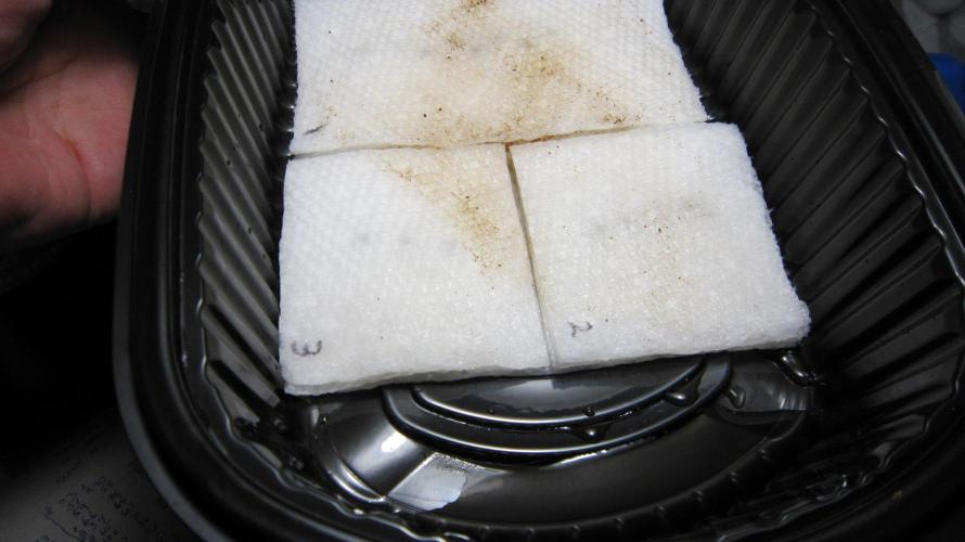 Kush Mints - Minty Flavor Hunt. Week 0 - Put the seeds on a paper towel and soak with the soak water. -Tipped at 45*