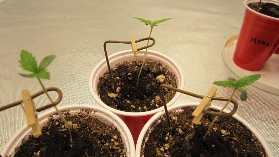 Kush Mints - Minty Flavor Hunt. Week 0 - Kush Mints - I've got the stem holders on.