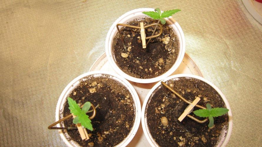 Kush Mints - Minty Flavor Hunt. Week 0 - Kush Mints