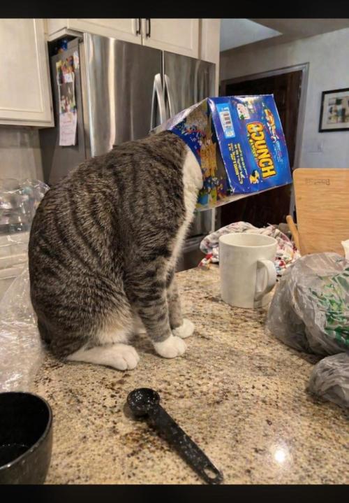 Kush Mints - Minty Flavor Hunt. Week 0 - You let the cat on your counters?