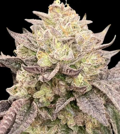 Kush Mints - Minty Flavor Hunt. Week 0 - Kush Mints