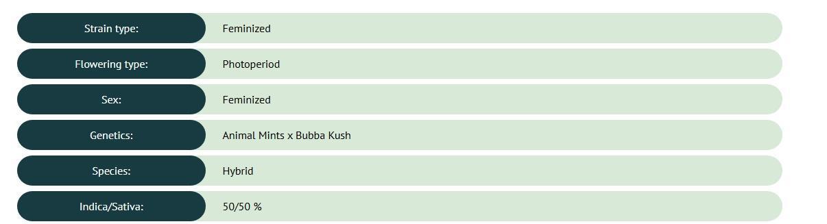 Kush Mints - Minty Flavor Hunt. Week 0 - Kush Mints