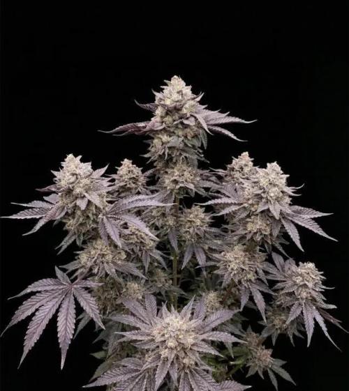 Kush Mints - Minty Flavor Hunt. Week 0 - Kush Mints